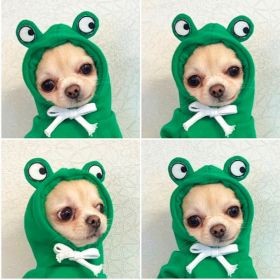 Dog Autumn And Winter Clothing Small And Medium Dog Love Two Legged Cat Cute Pet Clothing (Option: 5 Style-M)